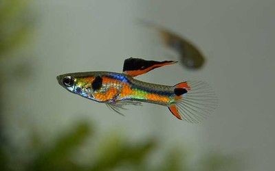 飛鳳魚苗背鰭高代表什么，如何挑選健康的飛鳳魚苗