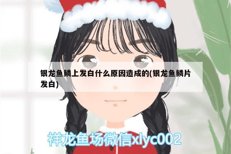 飼料 銀龍魚鱗上發白什么原因造成的(銀龍魚鱗片發白) 銀龍魚百科 銀龍魚鱗上發白什么原因造成的(銀龍魚鱗片發白) 銀龍魚鱗上發白什么原因造成的(銀龍魚鱗片發白) 銀龍魚百科