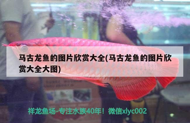 馬古龍魚的圖片欣賞大全(馬古龍魚的圖片欣賞大全大圖)