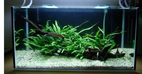 大魚缸水草種植注意事項視頻：如何在魚缸中種植水草