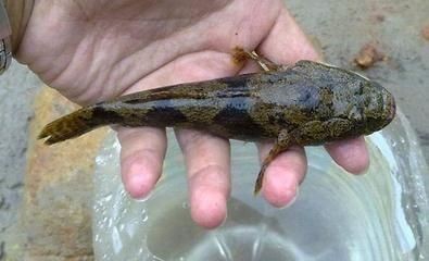 觀賞魚虎頭鯊怎么養：虎頭鯊的養殖密度要根據實際情況而定，放養密度要根據實際情況而定