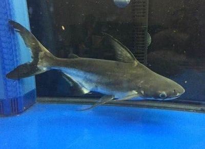 觀賞魚虎頭鯊怎么養：虎頭鯊的養殖密度要根據實際情況而定，放養密度要根據實際情況而定