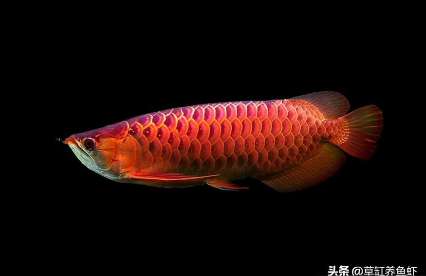 純血統印尼紅龍魚