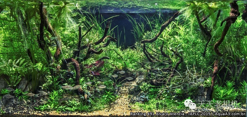 惠州市惠陽區淡水年年有魚水族萬順路店（惠陽淡水魚批發市場在哪）