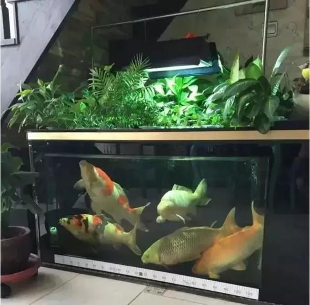 包裝一個魚缸大概需要多少錢費用呢：包裝一個魚缸的費用并沒有直接給出，但是可以推測出大概的費用 包裝一個魚缸大概需要多少錢費用呢：包裝一個魚缸的費用并沒有直接給出，但是可以推測出大概的費用 魚缸百科 第3張