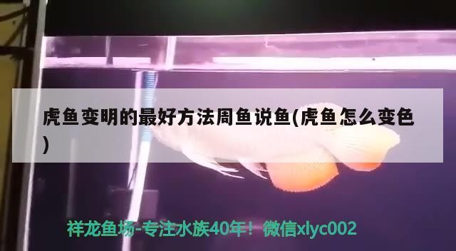 虎魚變明的最好方法周魚說魚(虎魚怎么變色) 虎魚變明的最好方法周魚說魚(虎魚怎么變色) 虎魚百科