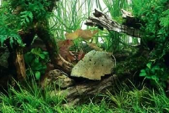 120cm草缸造景紅色虎斑睡蓮 120cm草缸造景紅色虎斑睡蓮 紅龍魚百科 第6張