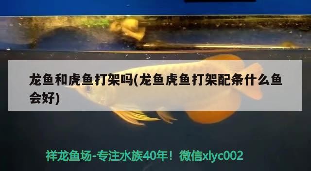 龍魚和虎魚打架嗎(龍魚虎魚打架配條什么魚會好)