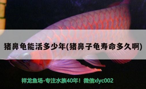 豬鼻龜能活多少年(豬鼻子龜壽命多久啊)