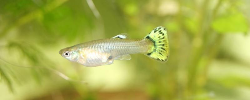 冬天養孔雀魚的技巧不加熱可以嗎 冬天養孔雀魚的技巧不加熱可以嗎 豬鼻龜百科 第1張