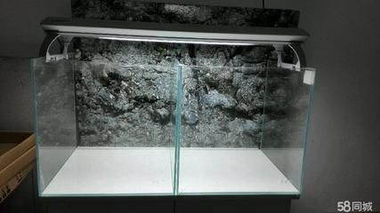 紅龍魚浮在水面多久會死？（紅龍魚浮頭后如何恢復？）