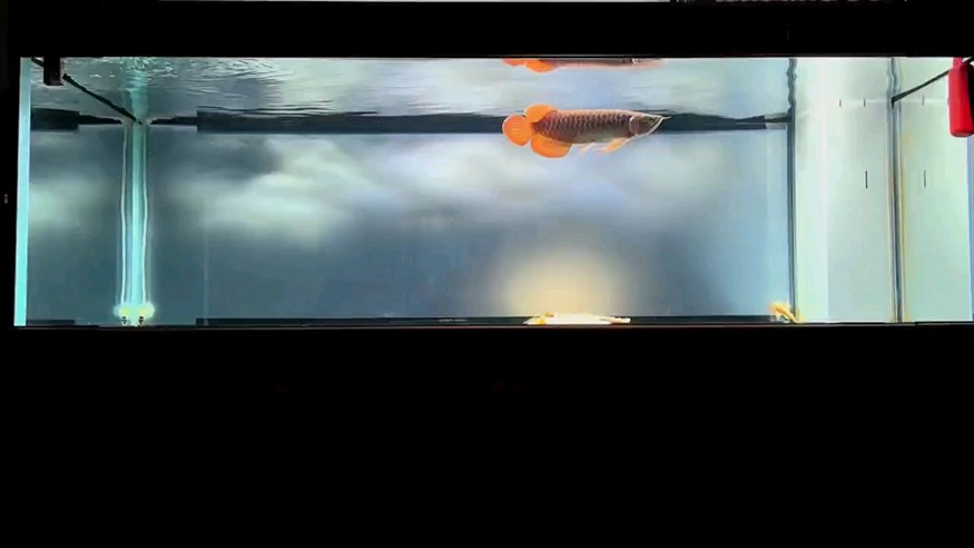 轟隆傳奇 轟隆傳奇 龍魚論壇