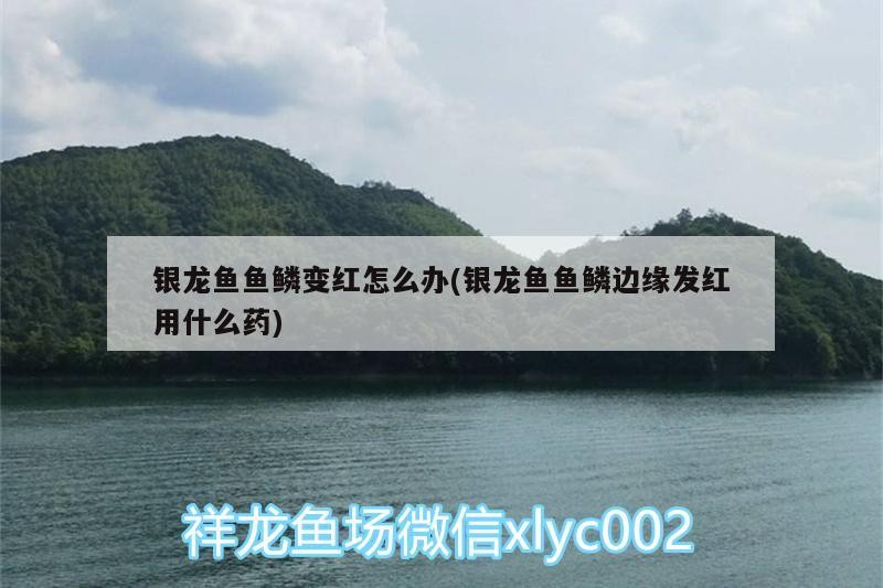 銀龍魚魚鱗變紅怎么辦(銀龍魚魚鱗邊緣發紅用什么藥)