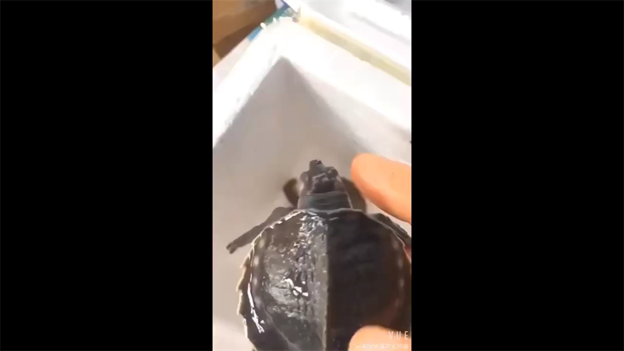 超級美的豬鼻龜