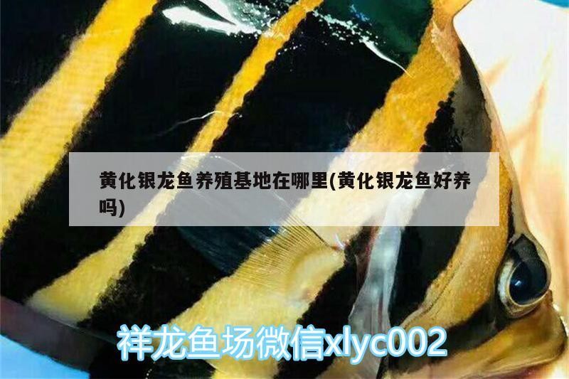 黃化銀龍魚養殖基地在哪里(黃化銀龍魚好養嗎)
