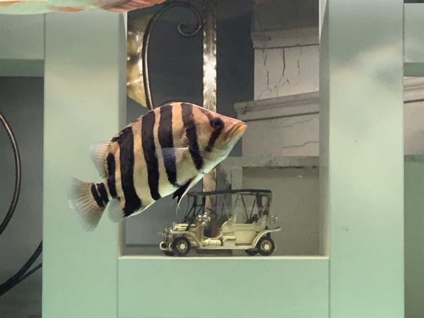 新入缸一條虎魚