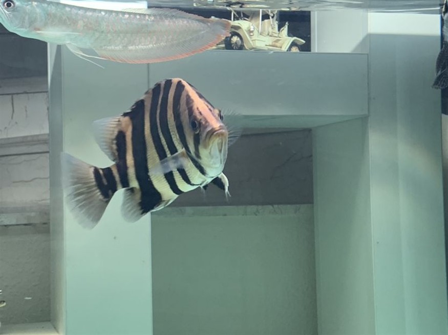 新入缸一條虎魚