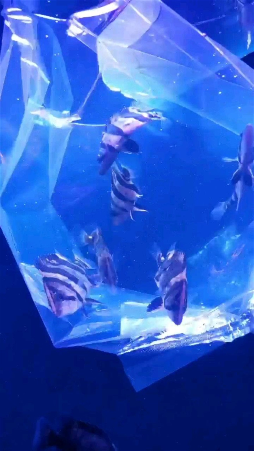 150米一條的小虎魚