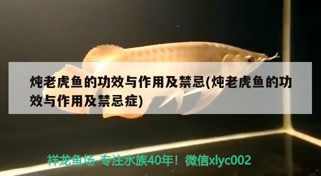 燉老虎魚的功效與作用及禁忌(燉老虎魚的功效與作用及禁忌癥)