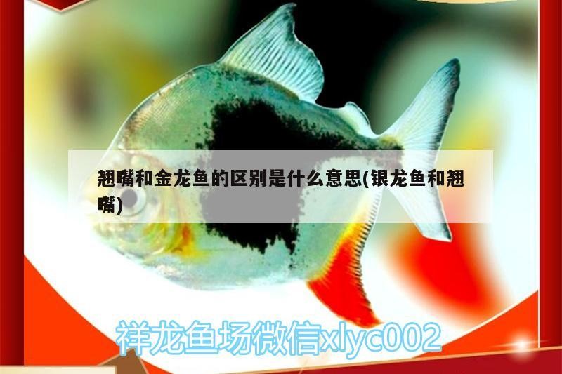 翹嘴和金龍魚的區(qū)別是什么意思(銀龍魚和翹嘴) 翹嘴和金龍魚的區(qū)別是什么意思(銀龍魚和翹嘴) 銀龍魚百科