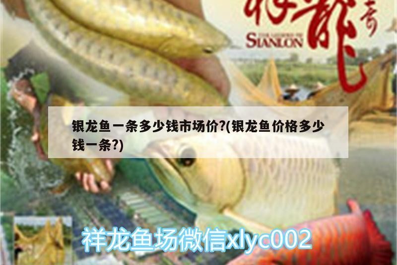 銀龍魚(yú)一條多少錢(qián)市場(chǎng)價(jià)?(銀龍魚(yú)價(jià)格多少錢(qián)一條?)