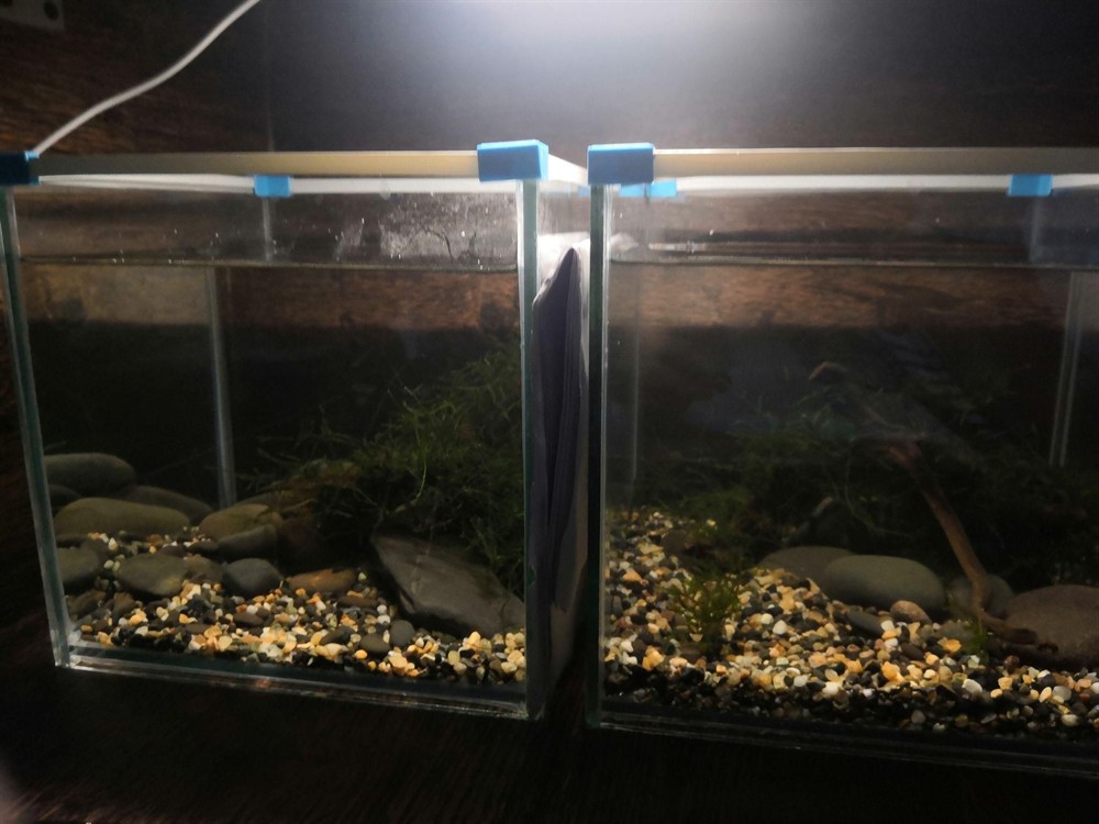 斗魚魚缸造景布置效果圖