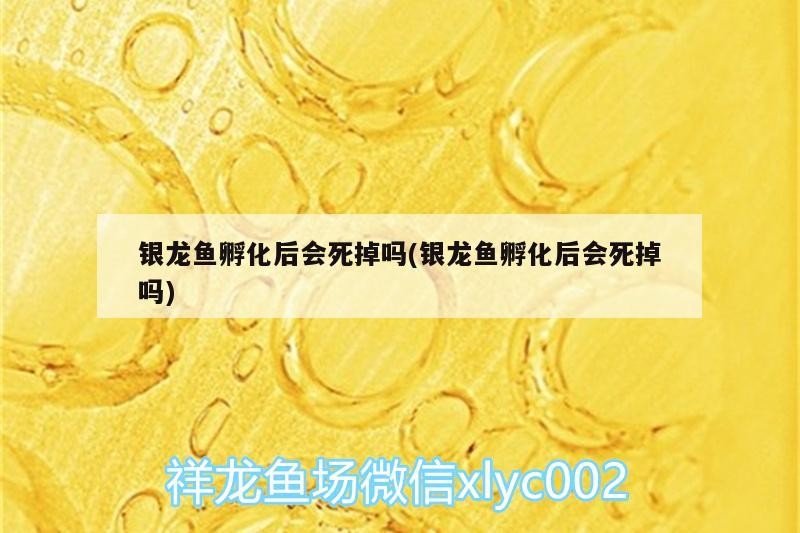 銀龍魚孵化后會死掉嗎(銀龍魚孵化后會死掉嗎)