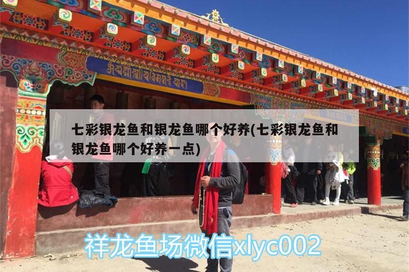 七彩銀龍魚和銀龍魚哪個好養(七彩銀龍魚和銀龍魚哪個好養一點)