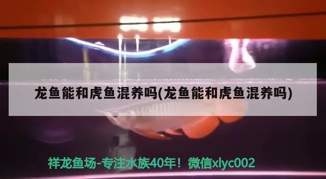 龍魚能和虎魚混養嗎(龍魚能和虎魚混養嗎)