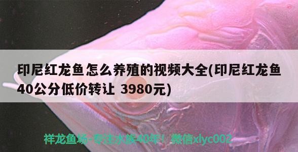 印尼紅龍魚怎么養殖的視頻大全(印尼紅龍魚40公分低價轉讓3980元)