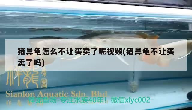 豬鼻龜怎么不讓買賣了呢視頻(豬鼻龜不讓買賣了嗎)
