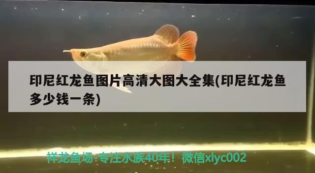 印尼紅龍魚圖片高清大圖大全集(印尼紅龍魚多少錢一條) 印尼紅龍魚圖片高清大圖大全集(印尼紅龍魚多少錢一條) 紅龍魚百科