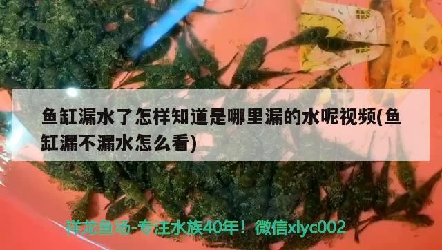 魚缸漏水了怎樣知道是哪里漏的水呢視頻(魚缸漏不漏水怎么看)