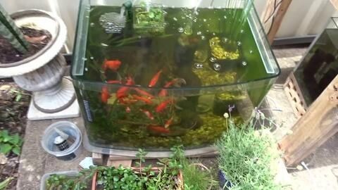 草金魚魚缸造景好還是裸缸好：草金魚魚缸造景好還是裸缸好，草缸造景的優(yōu)點在于美觀性和生態(tài)平衡 草金魚魚缸造景好還是裸缸好：草金魚魚缸造景好還是裸缸好，草缸造景的優(yōu)點在于美觀性和生態(tài)平衡 魚缸百科 第1張