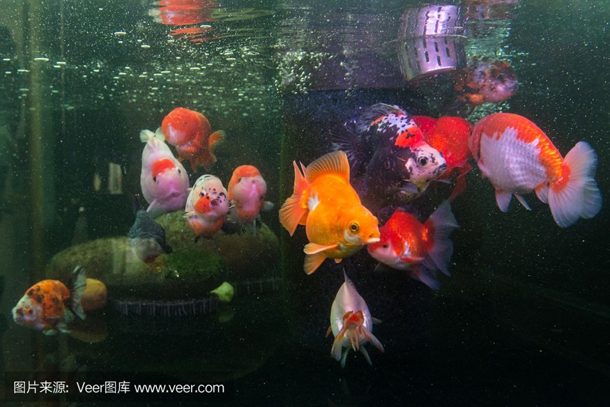 川沙哪里有賣魚缸的實體店：上海市浦東新區川沙新區川沙新鎮自也寵物店實體店