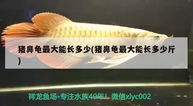 豬鼻龜最大能長多少(豬鼻龜最大能長多少斤) 豬鼻龜最大能長多少(豬鼻龜最大能長多少斤) 豬鼻龜百科