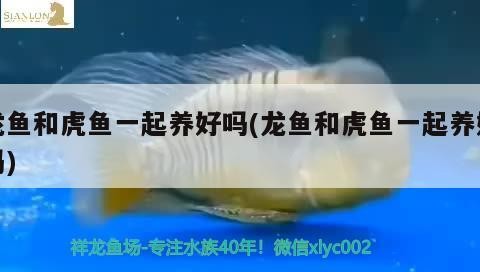 龍魚和虎魚一起養好嗎(龍魚和虎魚一起養好嗎)