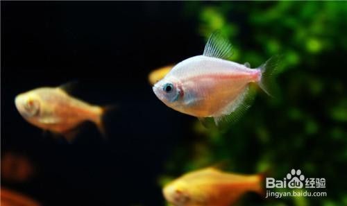 白點(diǎn)病好了后魚缸如何清理水垢：魚缸水垢清洗方法