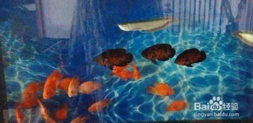 白點(diǎn)病好了后魚缸如何清理水垢：魚缸水垢清洗方法