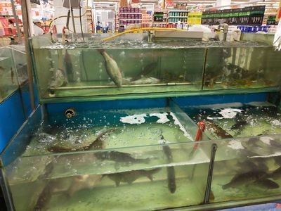 超市魚缸里面的魚總是死：為什么超市的魚缸里面的魚總是死亡？