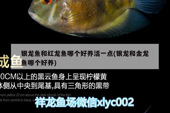 銀龍魚和紅龍魚哪個好養(yǎng)活一點(diǎn)(銀龍和金龍魚哪個好養(yǎng))