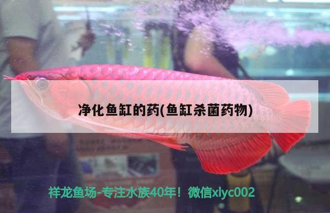 凈化魚(yú)缸的藥(魚(yú)缸殺菌藥物) 凈化魚(yú)缸的藥(魚(yú)缸殺菌藥物) 紅龍魚(yú)百科