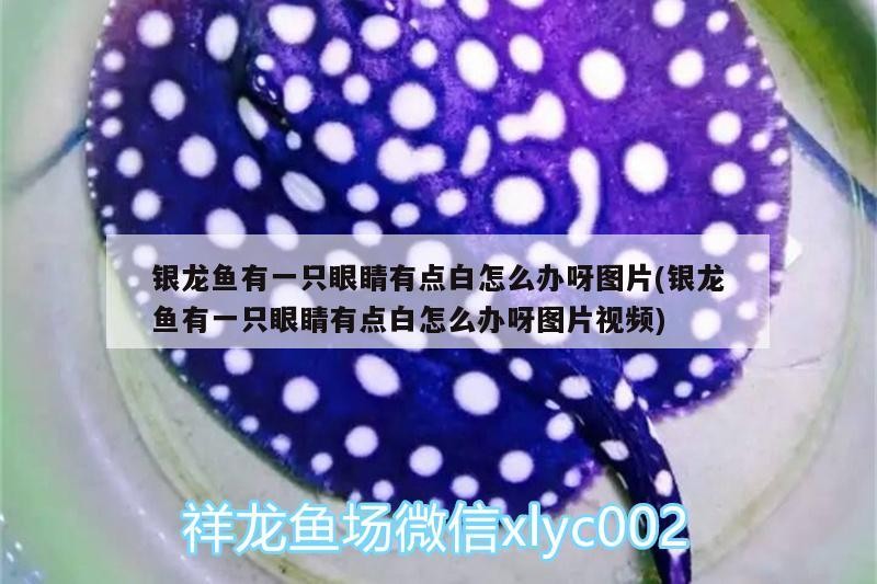 銀龍魚有一只眼睛有點白怎么辦呀圖片(銀龍魚有一只眼睛有點白怎么辦呀圖片視頻)