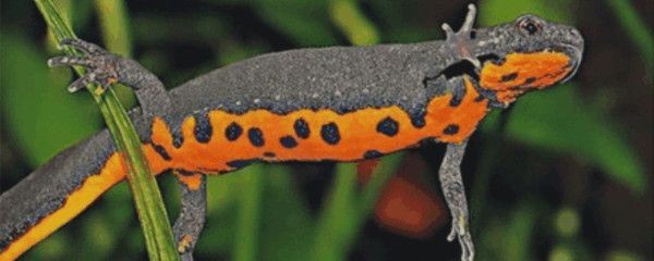龍魚吃小河蝦好嗎怎么喂