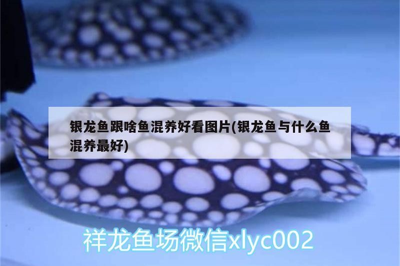 銀龍魚跟啥魚混養好看圖片(銀龍魚與什么魚混養最好)