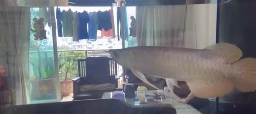 號半龍魚 號半龍魚 龍魚論壇 第1張