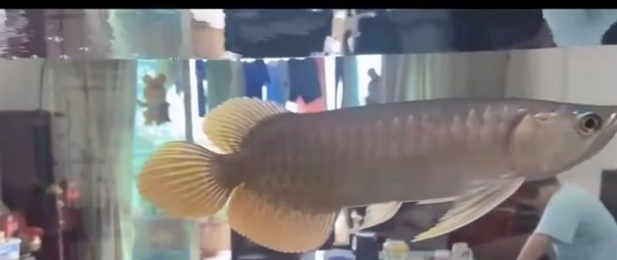 號半龍魚 號半龍魚 龍魚論壇 第2張