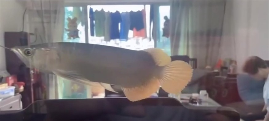 號半龍魚 號半龍魚 龍魚論壇 第3張