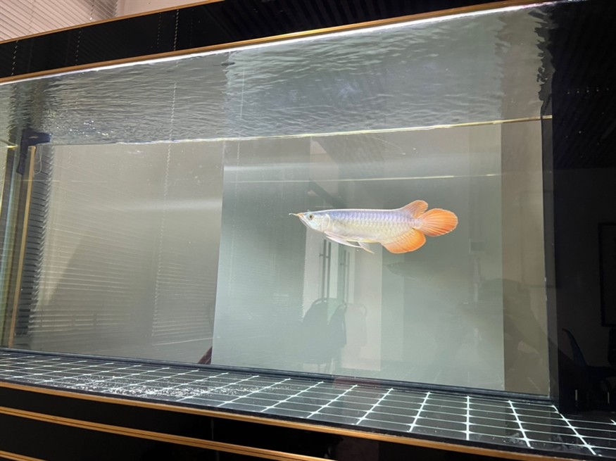 各位大佬，幫我看看這魚有發展前途嗎？謝謝大家[peifu][peifu][peifu]