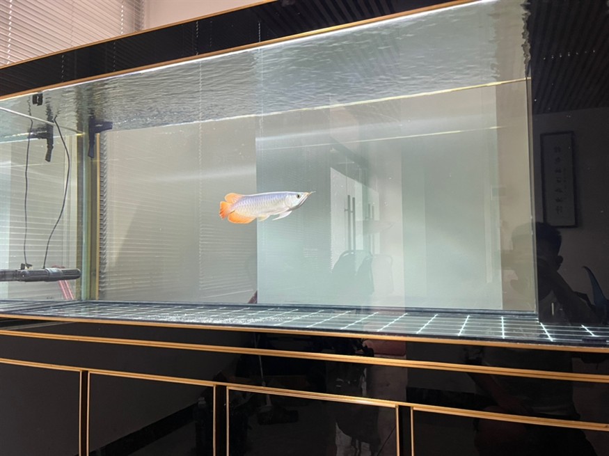 各位大佬，幫我看看這魚有發展前途嗎？謝謝大家[peifu][peifu][peifu]